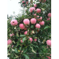 2018 red qinguan apple exporter Fresh Paper Bagged Qinguan Apple price